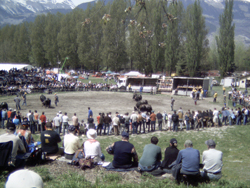 The judges observing the ring with the cows fightings